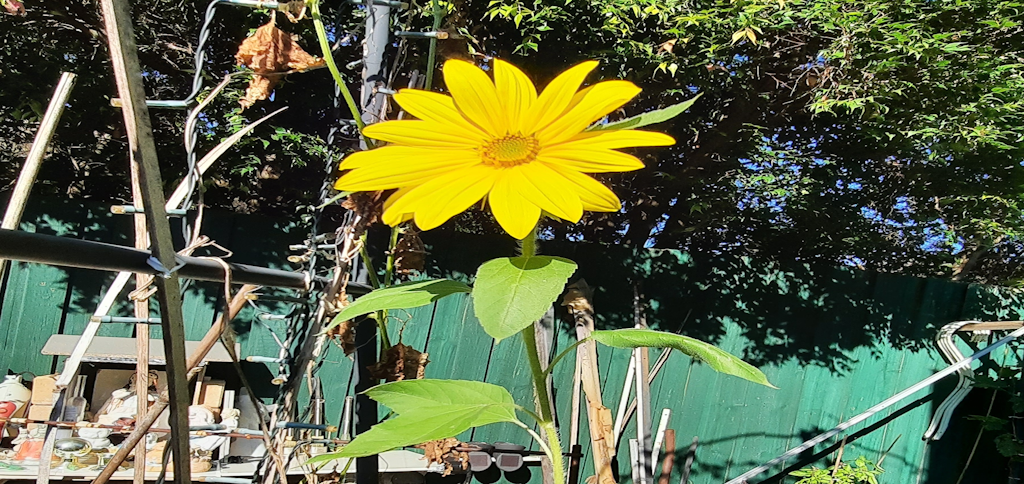 The Lovely Sunflower